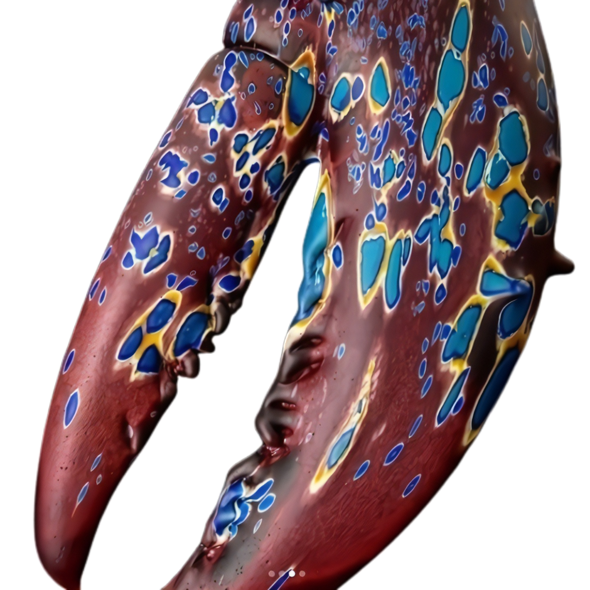 Artwork By Kelly Odell Homarus · Habatat Galleries